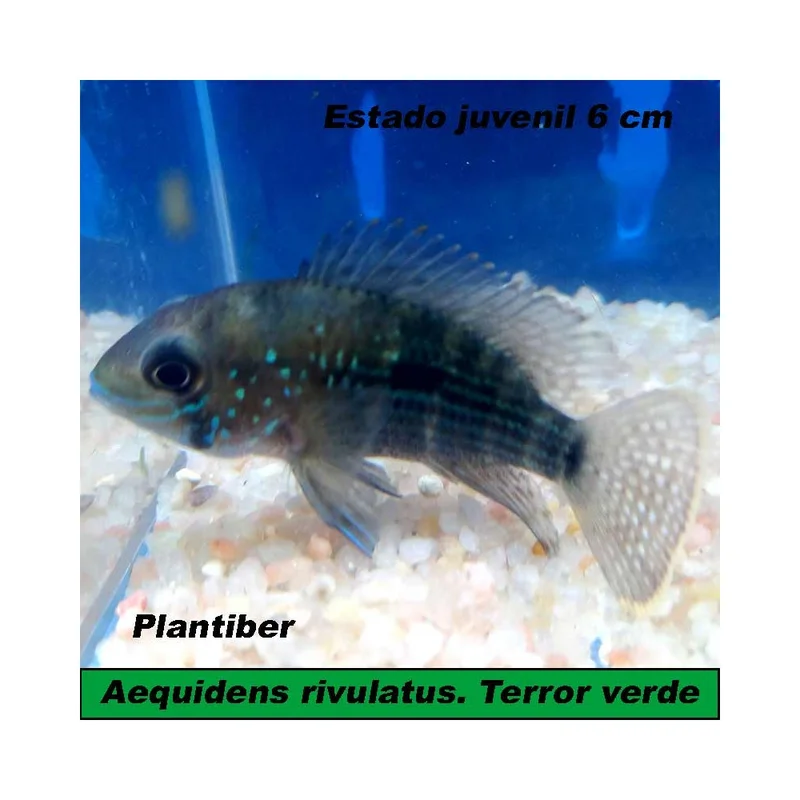plantasdeacuarios193430