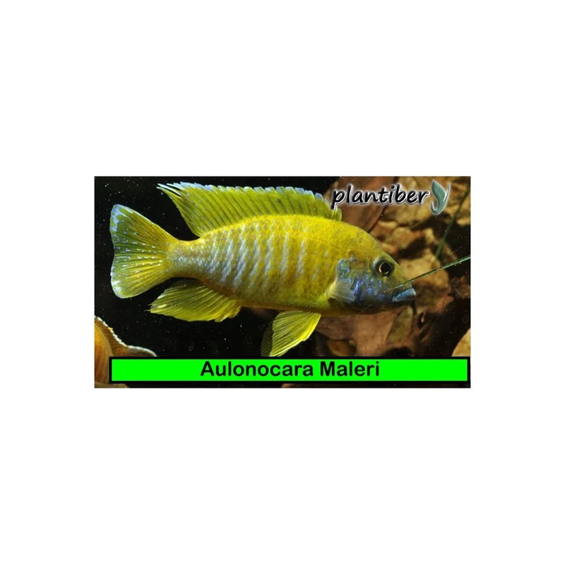 plantasdeacuarios193434