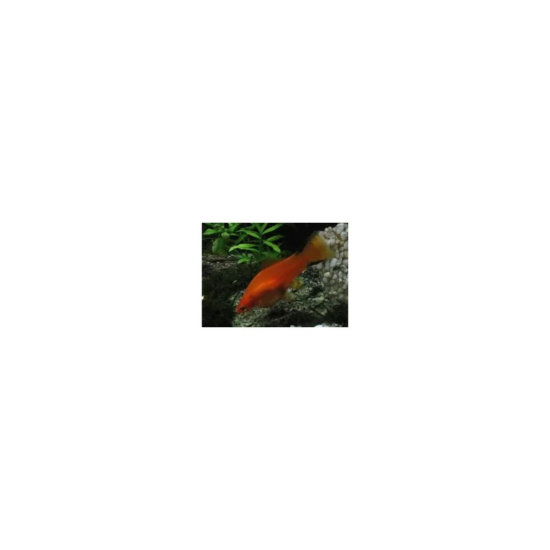 plantasdeacuarios193436