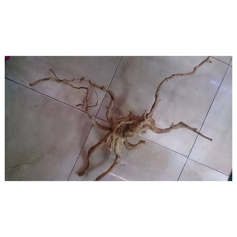 plantasdeacuarios193445