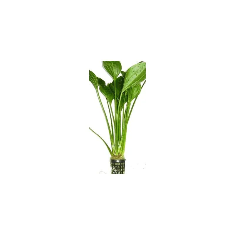 plantasdeacuarios193449