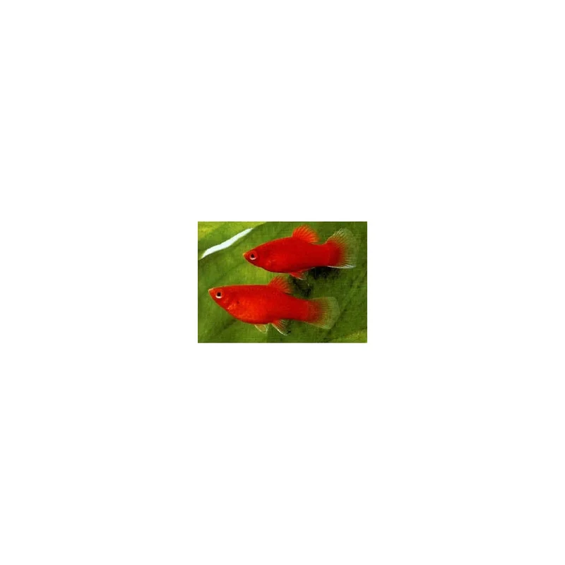 plantasdeacuarios193465