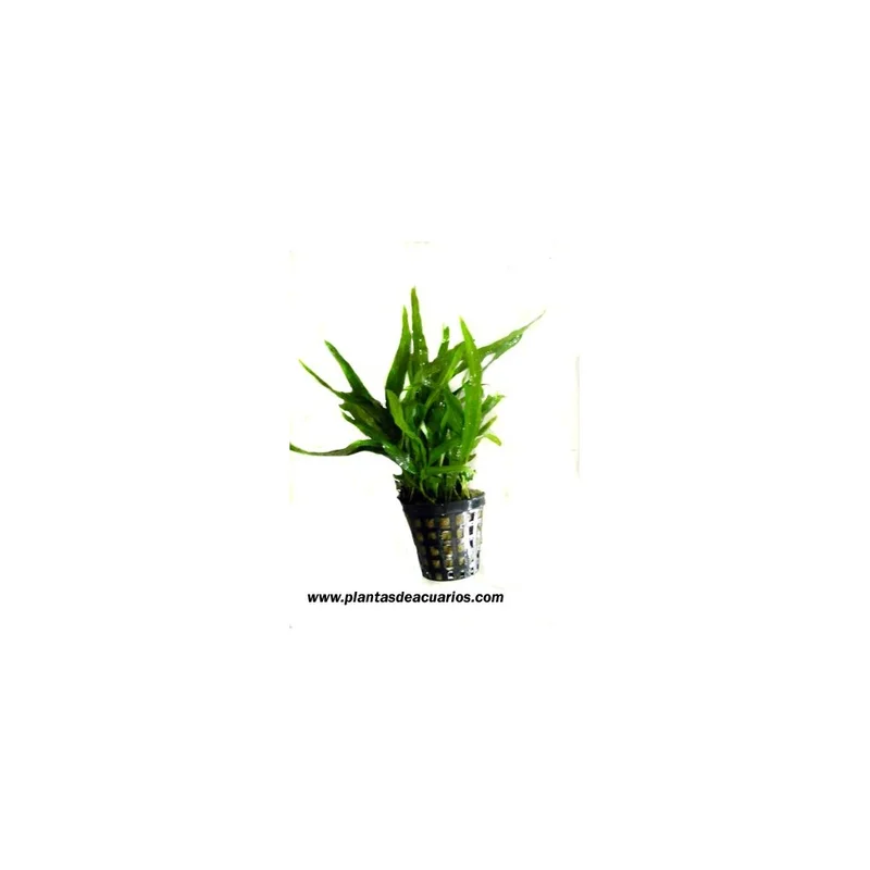 plantasdeacuarios193478