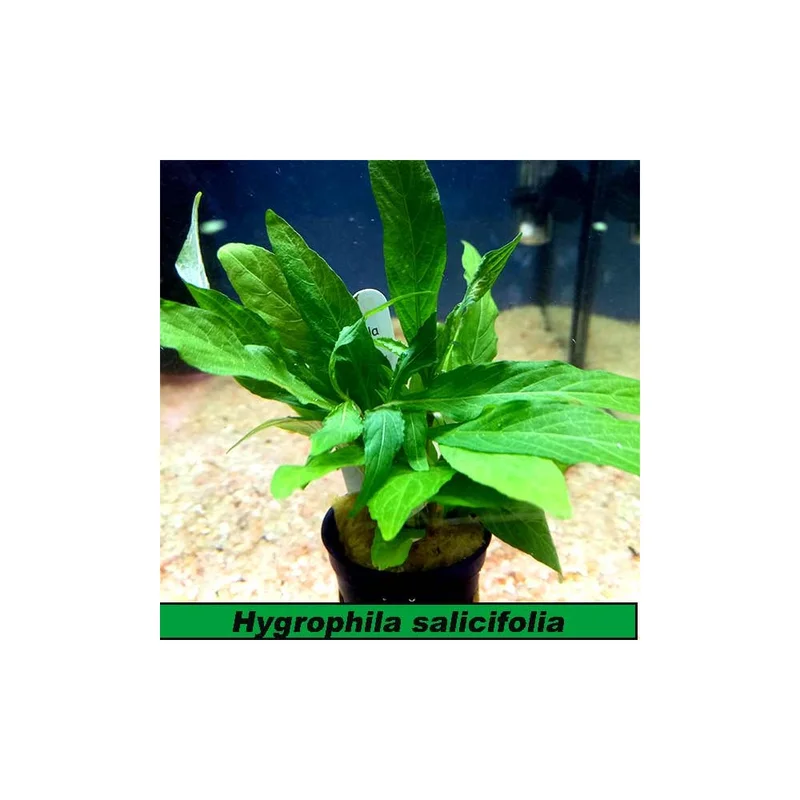 plantasdeacuarios193479