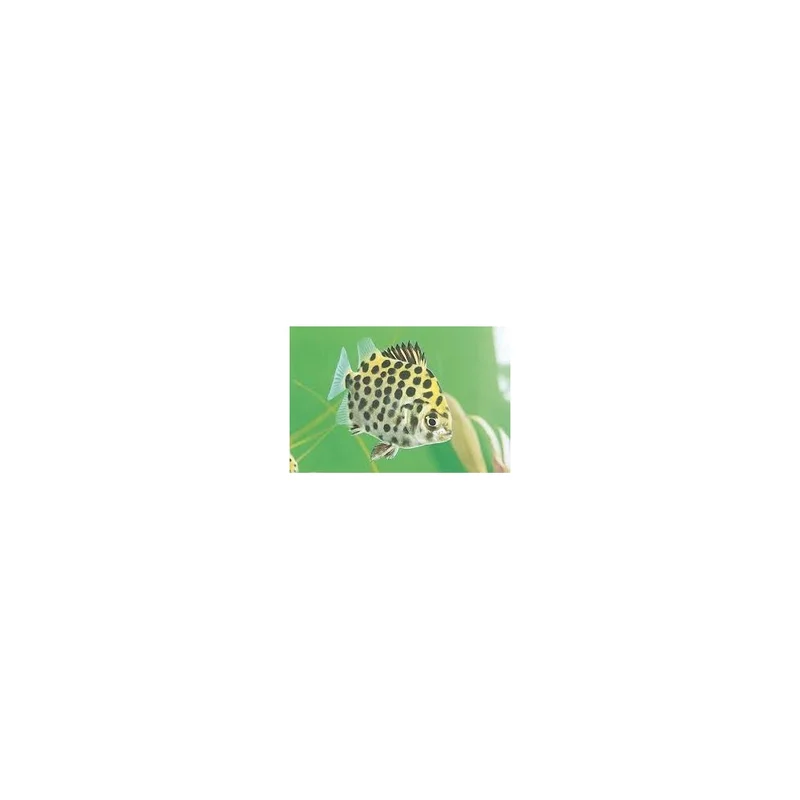 plantasdeacuarios193480