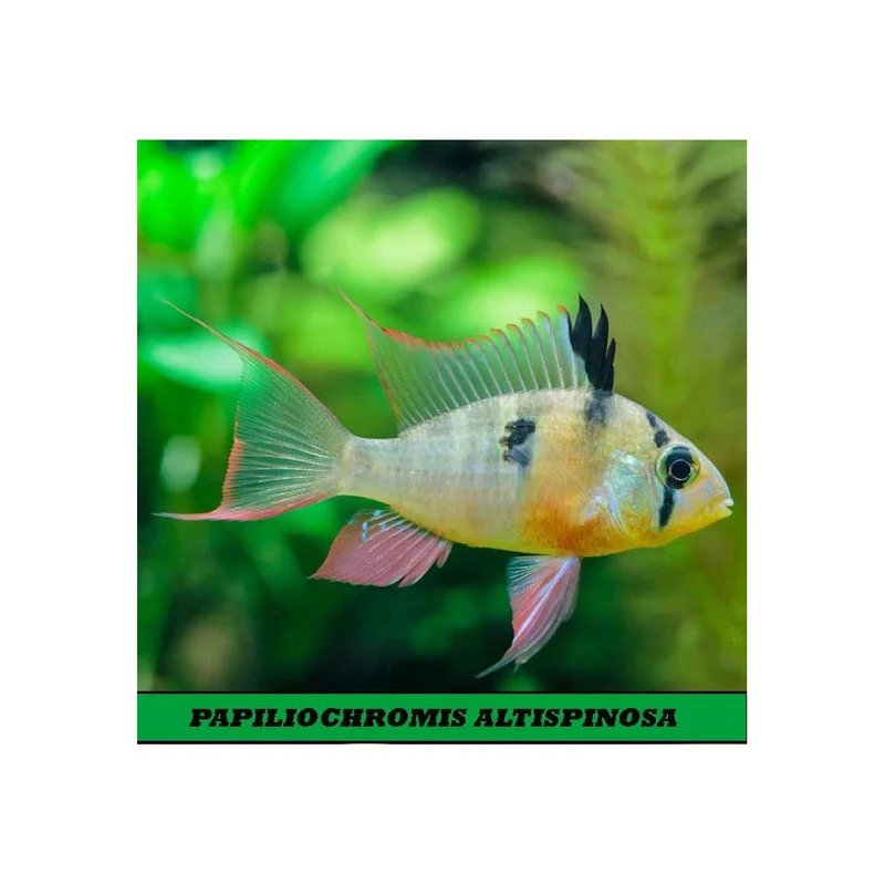 plantasdeacuarios193483