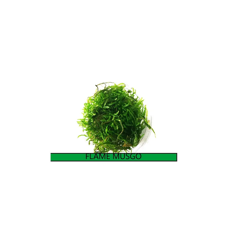 plantasdeacuarios193513