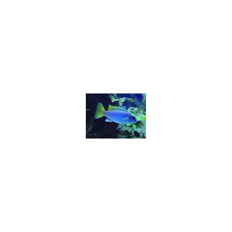 plantasdeacuarios193514