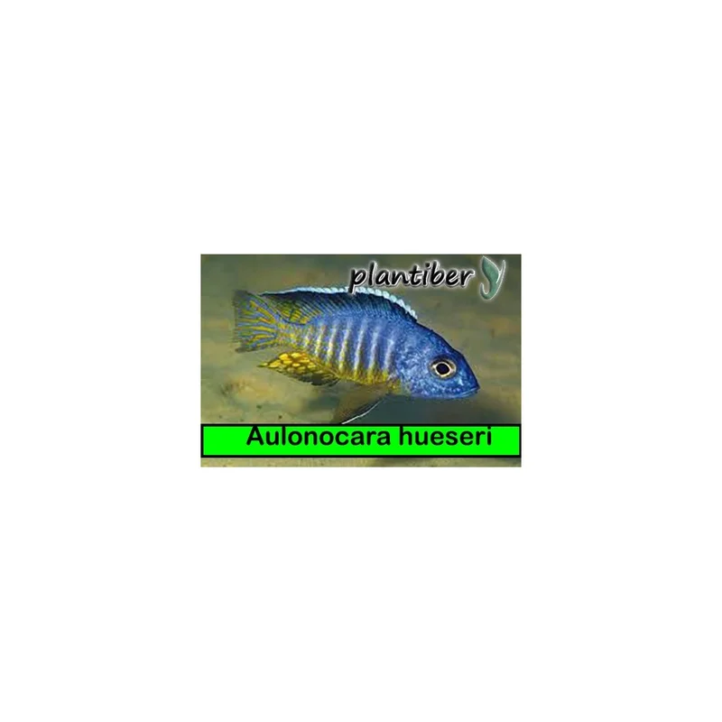plantasdeacuarios193522