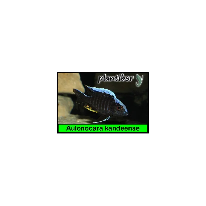 plantasdeacuarios193523