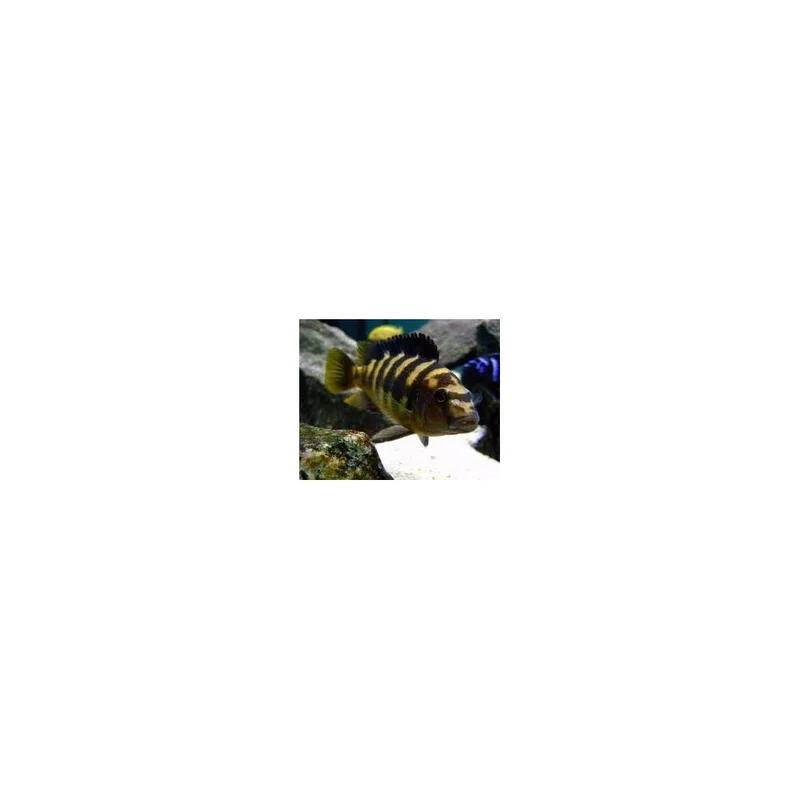 plantasdeacuarios193524