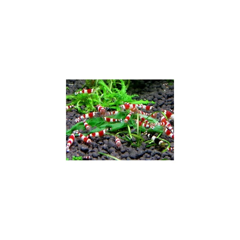 plantasdeacuarios193540