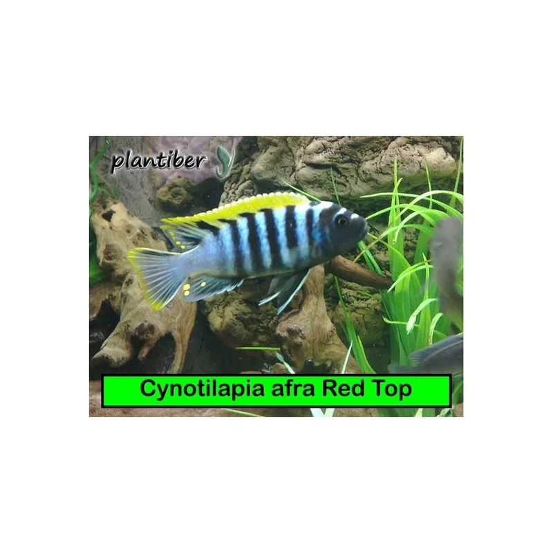 plantasdeacuarios193545