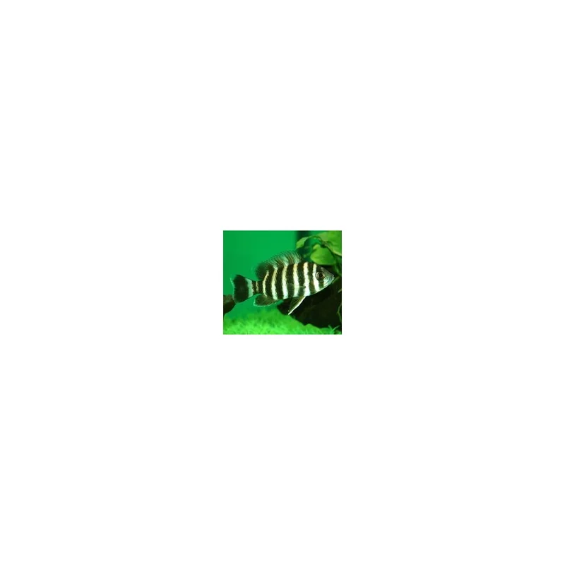 plantasdeacuarios193570