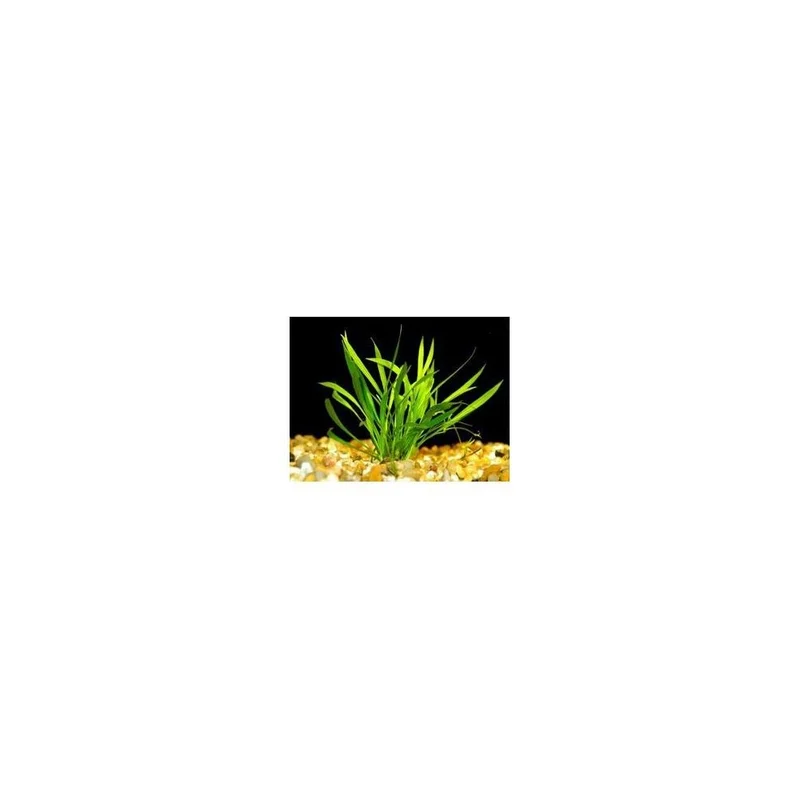 plantasdeacuarios193605