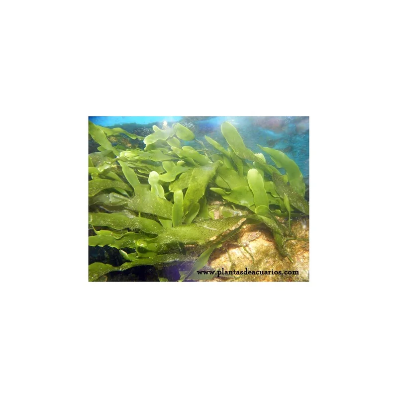 plantasdeacuarios193617
