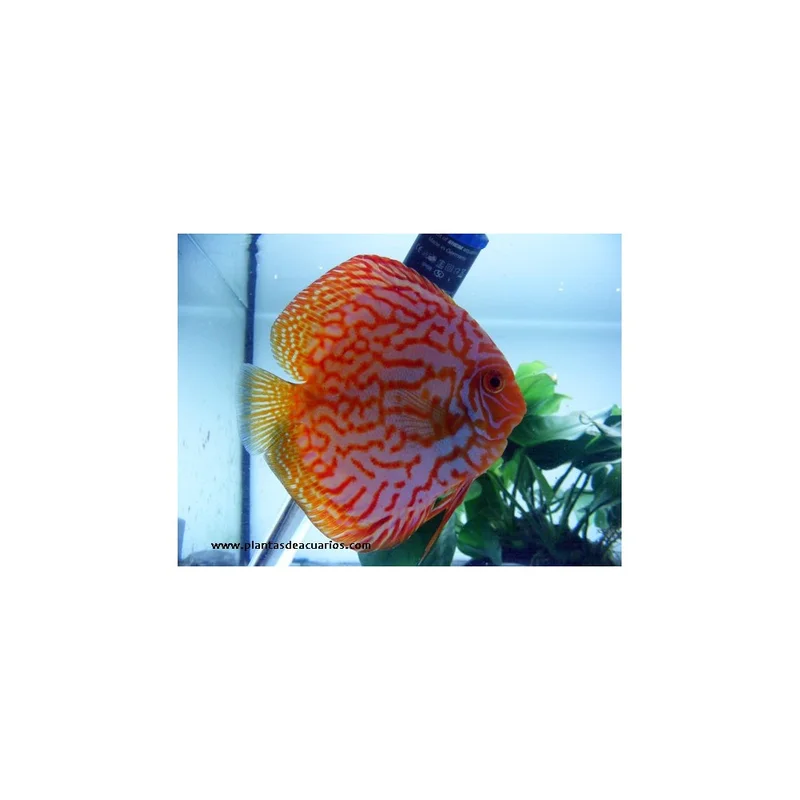 plantasdeacuarios193618
