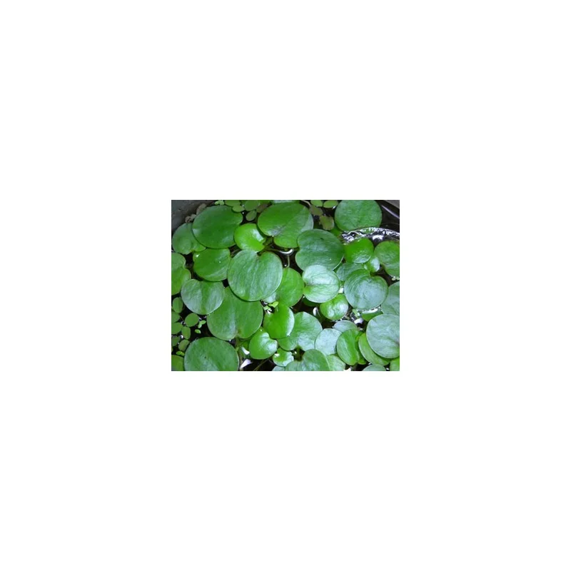 plantasdeacuarios193622