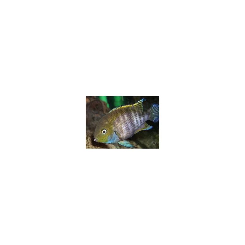 plantasdeacuarios193628