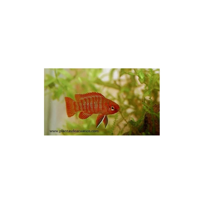 plantasdeacuarios193640