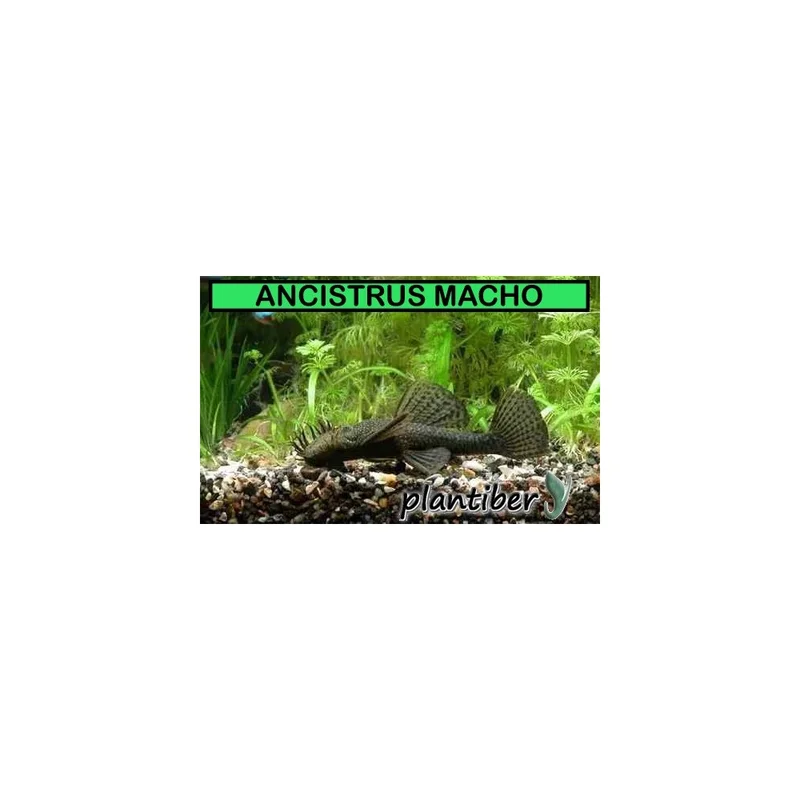 plantasdeacuarios193662