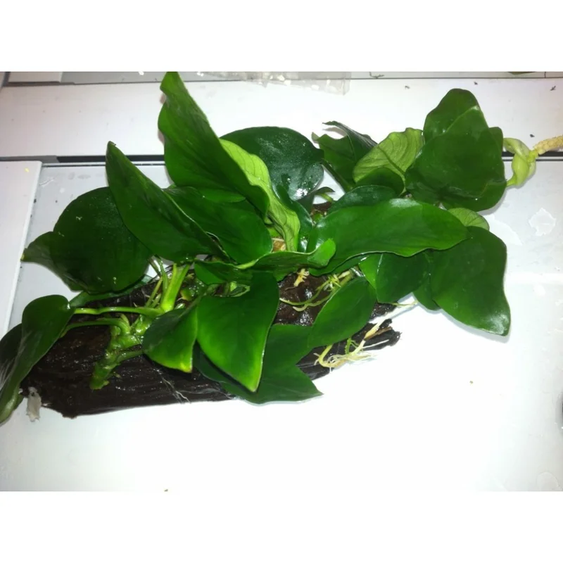 plantasdeacuarios193670