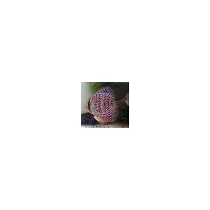 plantasdeacuarios193671