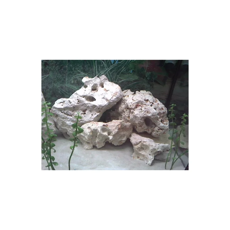 plantasdeacuarios193677