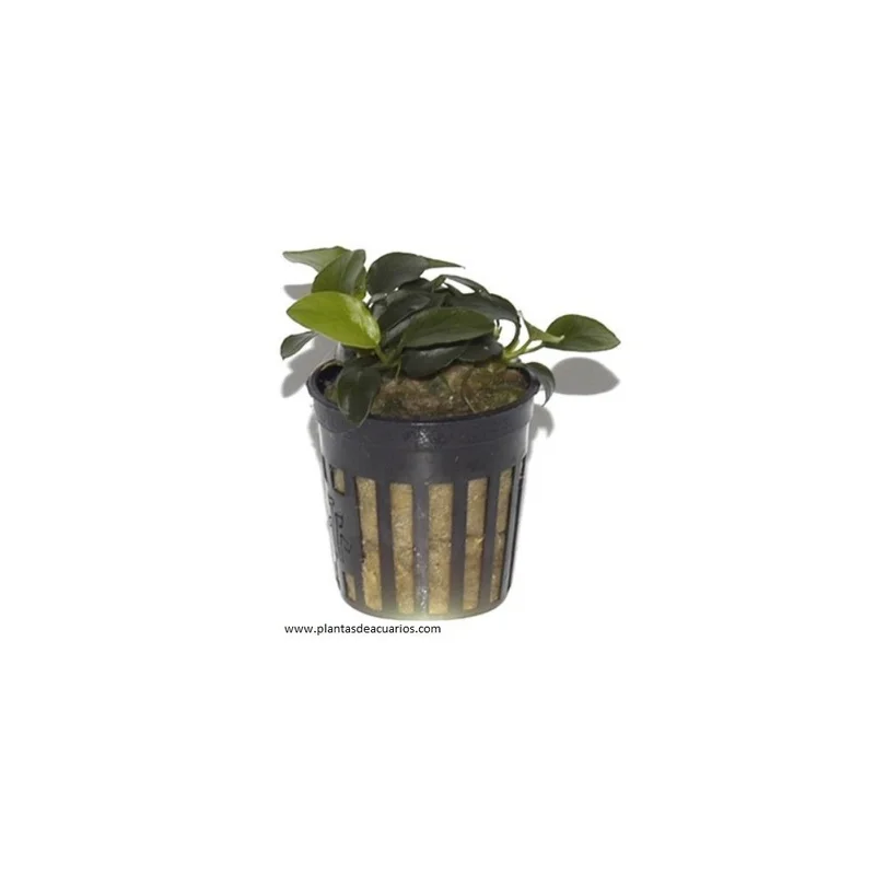 plantasdeacuarios193718