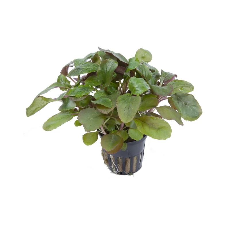 plantasdeacuarios193719