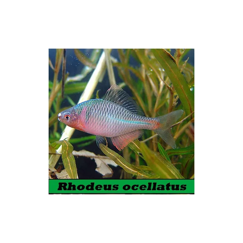 plantasdeacuarios193726