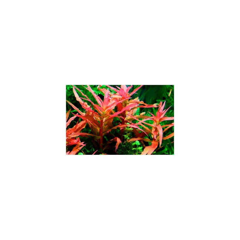 plantasdeacuarios193742