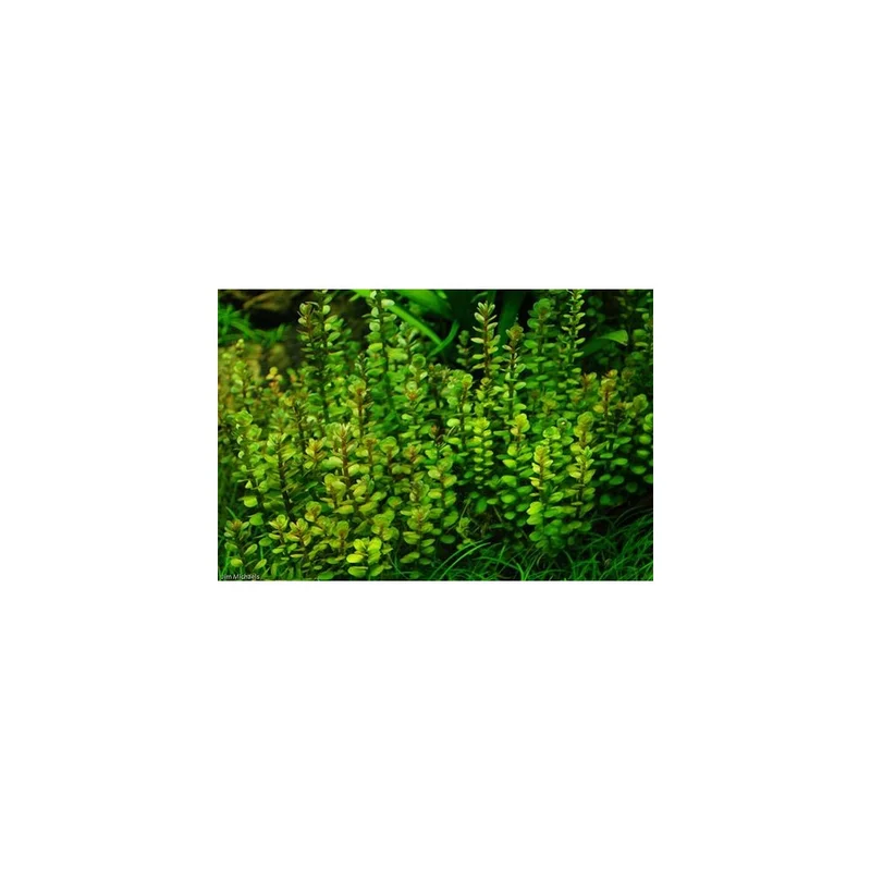plantasdeacuarios193743