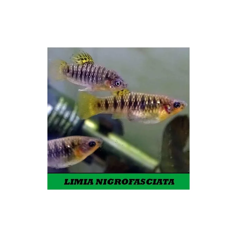 plantasdeacuarios193763