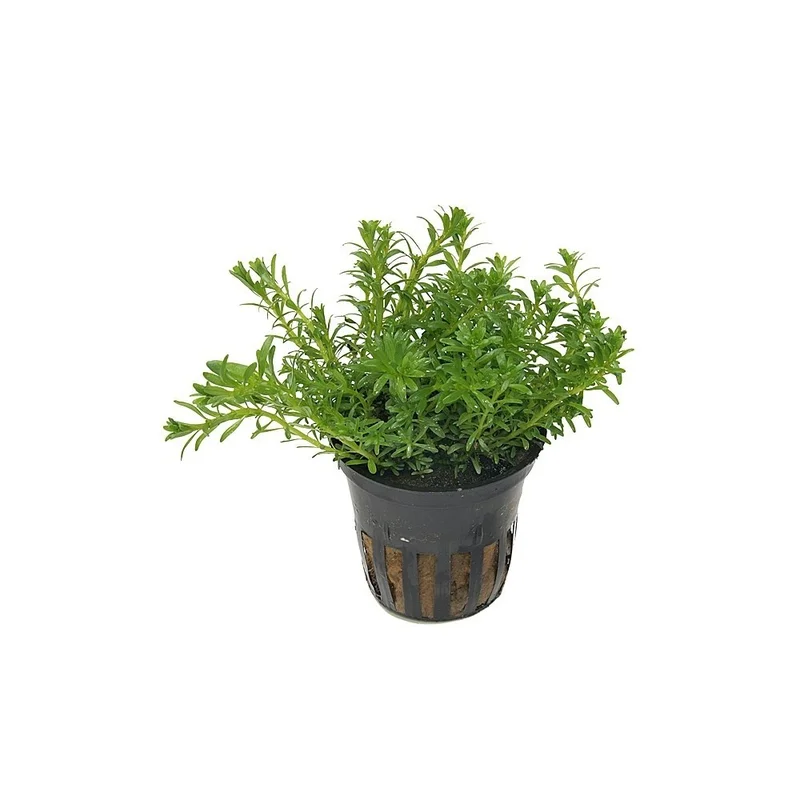 plantasdeacuarios193769