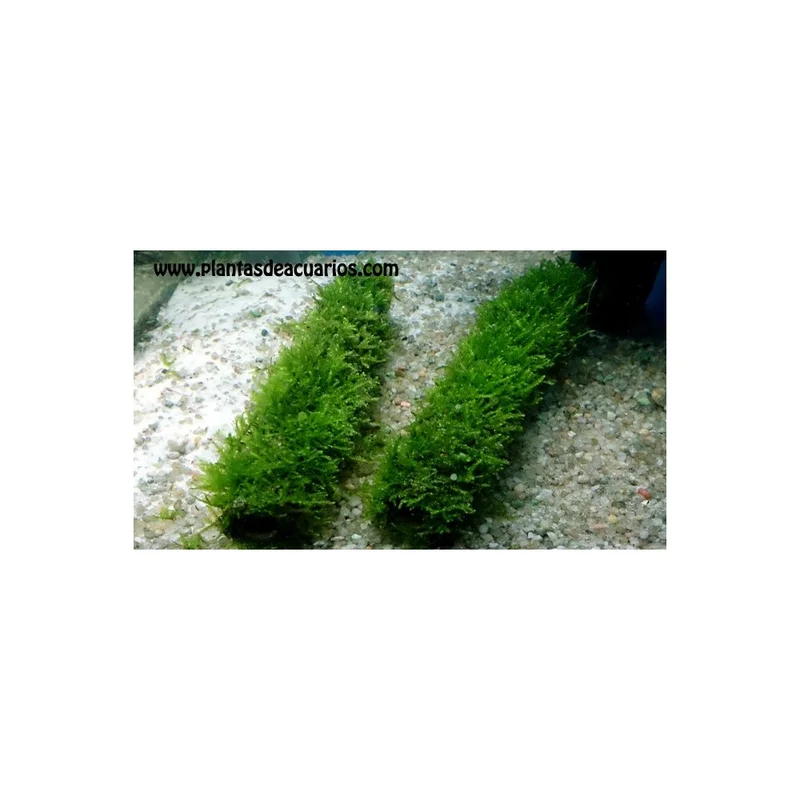 plantasdeacuarios193770
