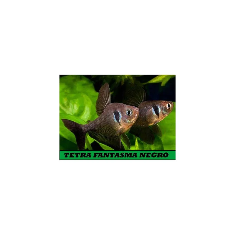 plantasdeacuarios193771