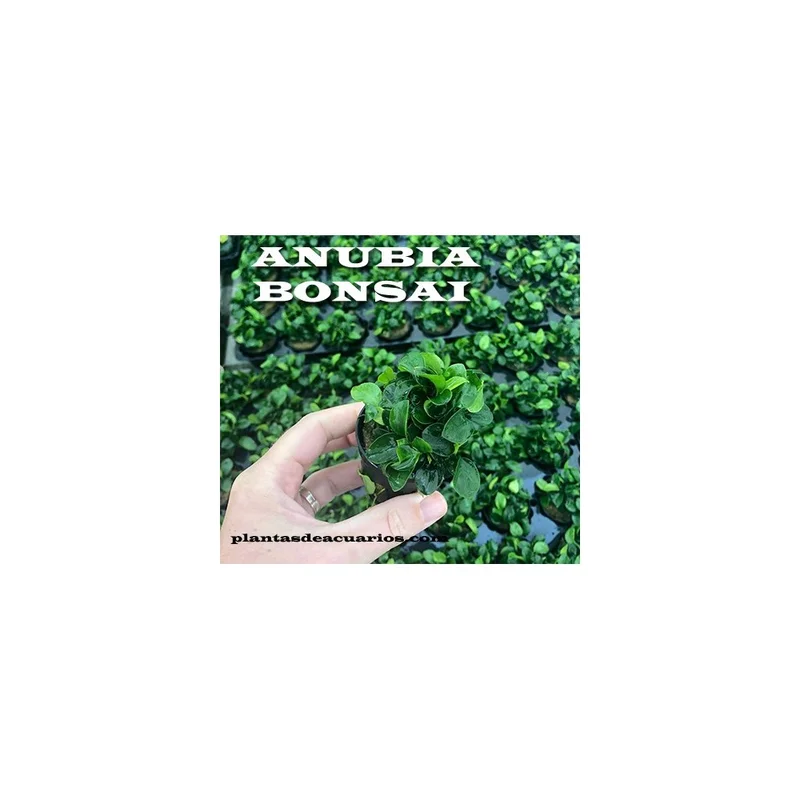 plantasdeacuarios193776