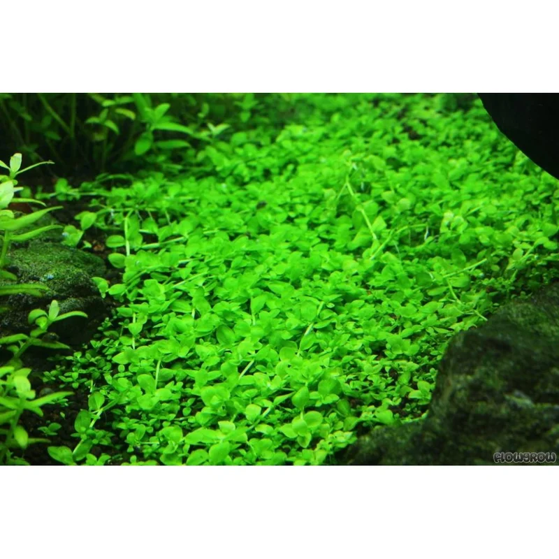 plantasdeacuarios193779