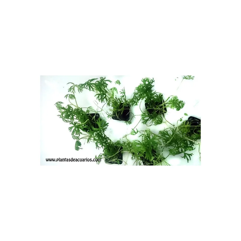 plantasdeacuarios193786