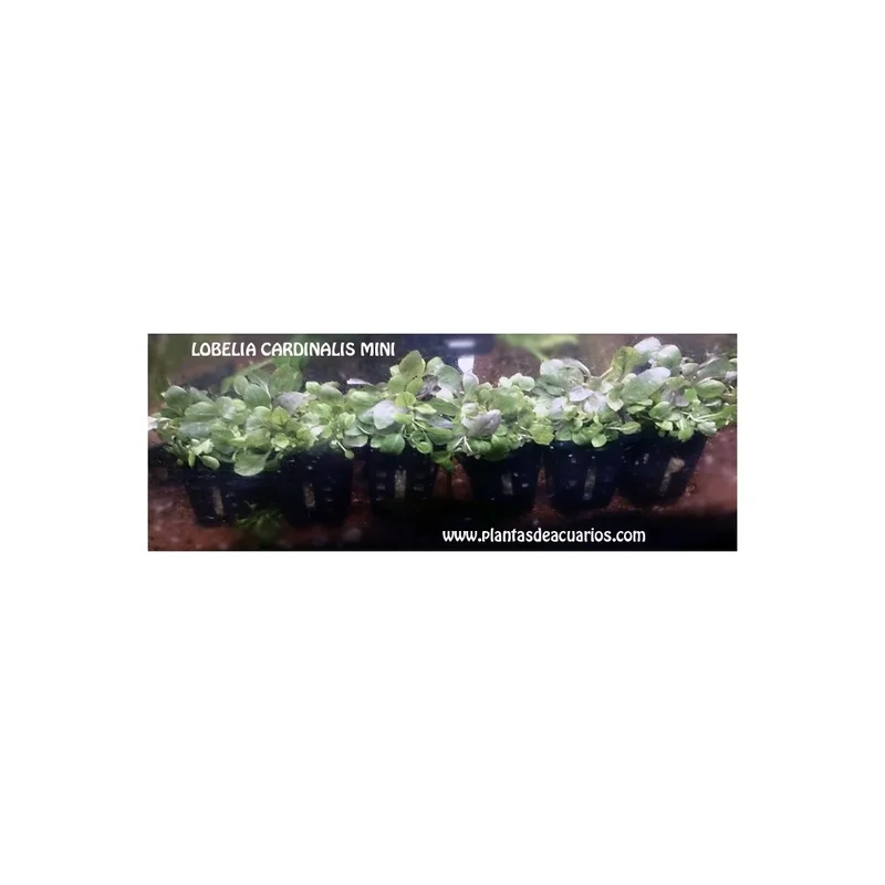 plantasdeacuarios193788