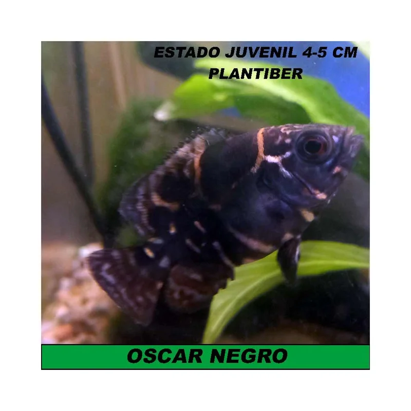 plantasdeacuarios193839