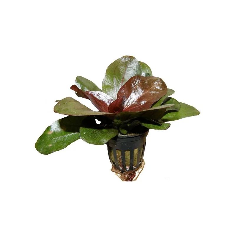 plantasdeacuarios193849