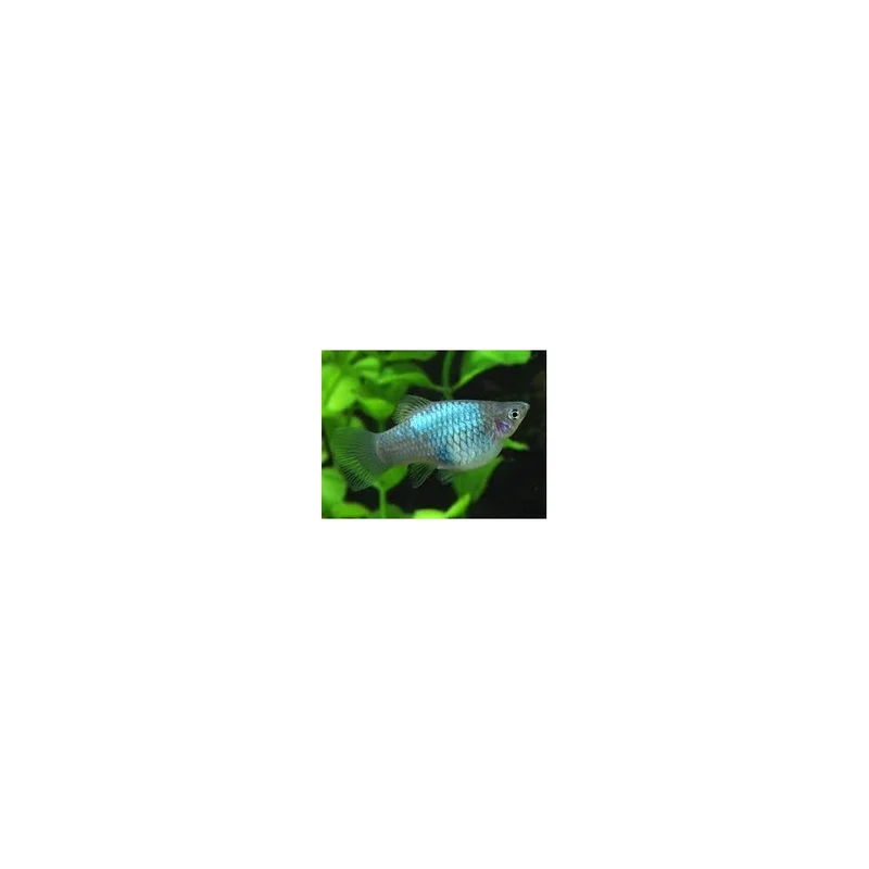 plantasdeacuarios193857