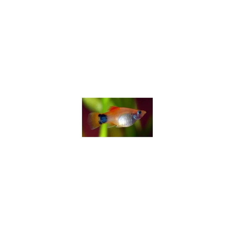 plantasdeacuarios193858