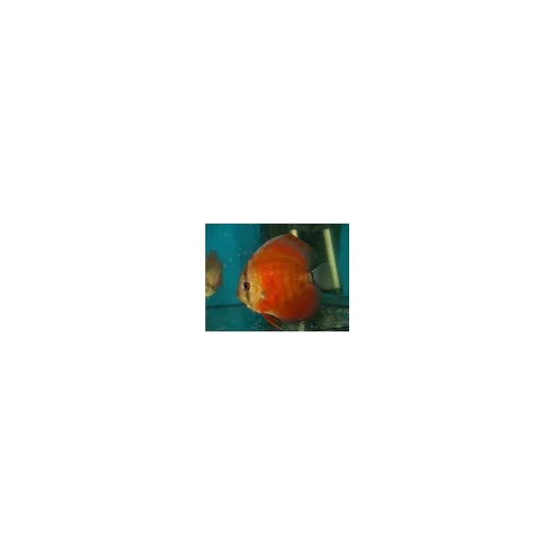 plantasdeacuarios193859
