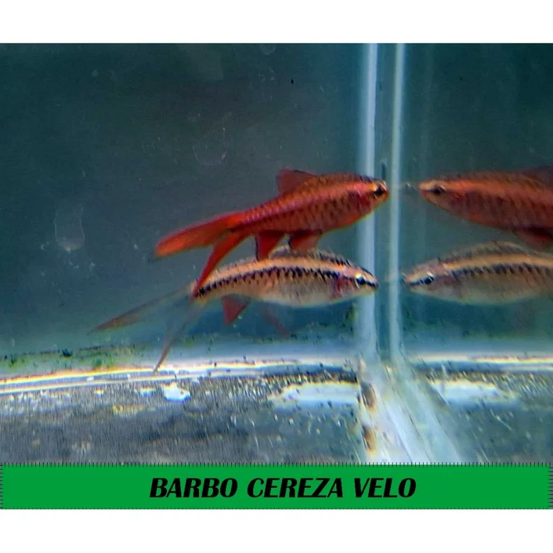 plantasdeacuarios193867