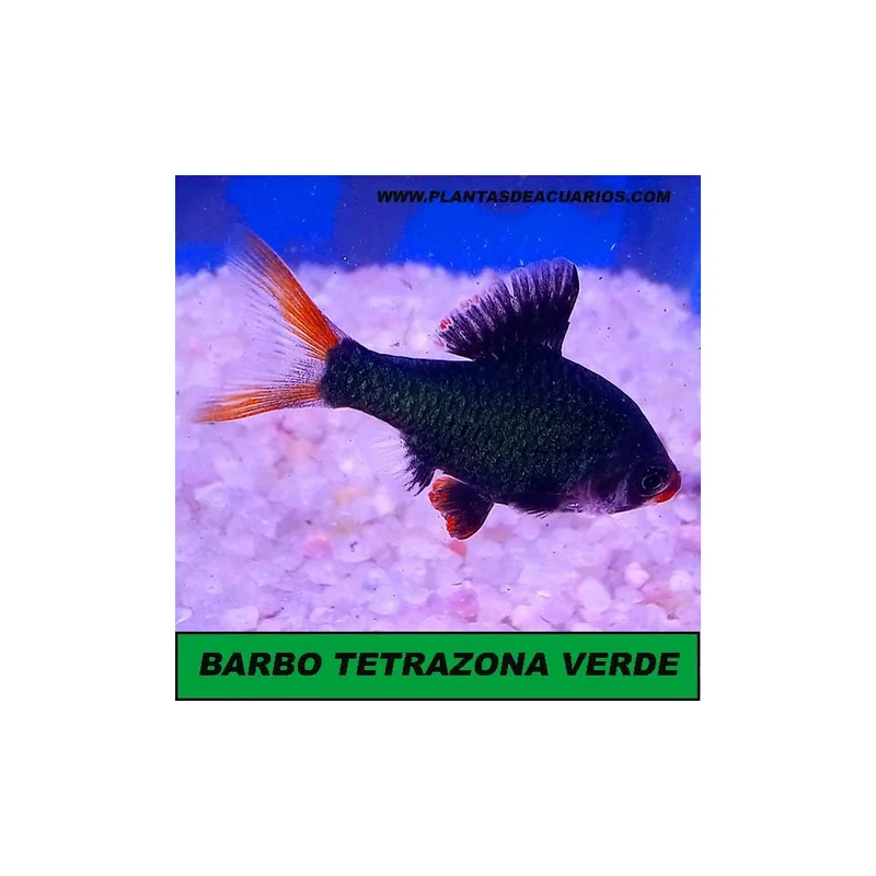 plantasdeacuarios193868
