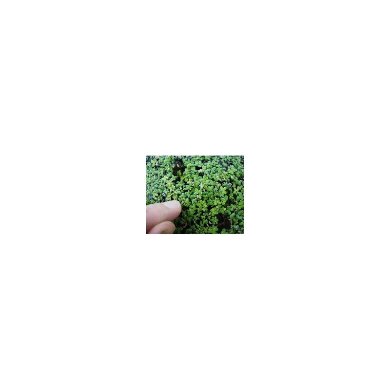 plantasdeacuarios193875