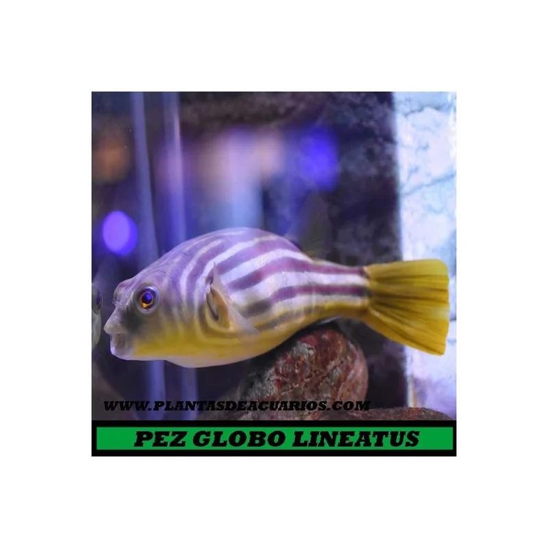 plantasdeacuarios193882